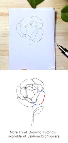 the process to draw a flower is shown in this image and then it has been colored