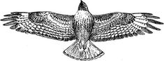 a drawing of a bird with its wings spread out, vintage line drawing or engraving illustration