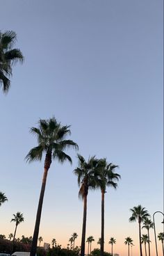 palm trees line the beach as the sun sets