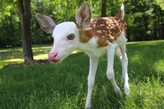 a baby deer standing on top of a lush green field with trees in the background