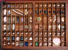 shells and seashells are arranged in an old wooden box on a red carpet