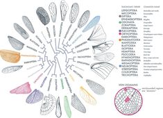 a circular diagram with many different types of leaves in it and the names on each side