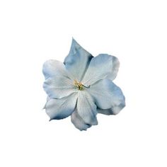 a single blue flower on a white background