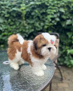 a small brown and white dog standing on top of a table next to a bush