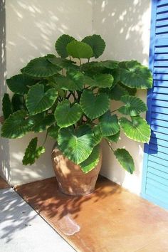 a large potted plant sitting on top of a wooden floor next to a blue door