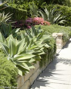 an image of a garden setting with flowers and plants