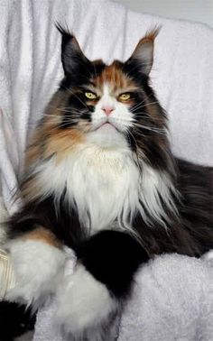 a long haired cat sitting on top of a white chair