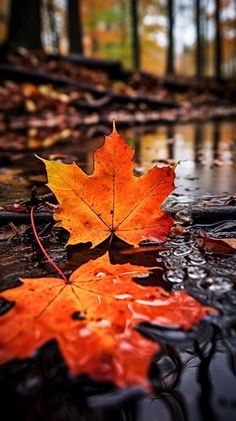 an orange leaf floating on top of a puddle in the forest next to trees and leaves