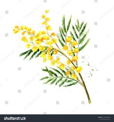 a painting of yellow flowers and green leaves on a white background with watercolors