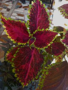 red and green leafy plants in front of a brick flooring area with tile on it