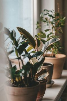 Plant Athestic, House Plant Photography, Vintage Plant Aesthetic, Plant Asethic, Plant Astethic, Plants Astethic, Indoor Plant Aesthetic, Wallpaper Aesthetic Homescreen, Lockscreen Wallpaper Iphone