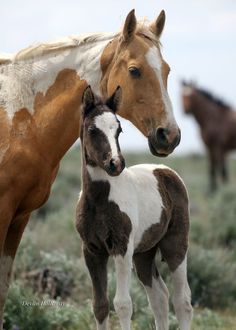 two horses standing next to each other on a field