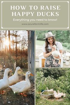 the words, how to raise happy ducks everything you need to know is written in white