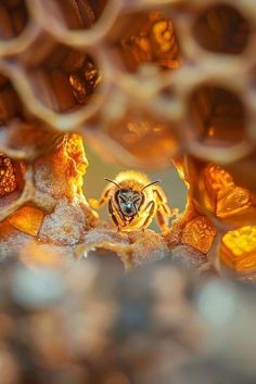 a close up view of a honeybee in its hive