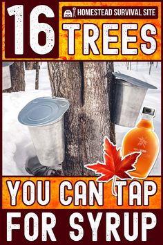 Many tree species are full of sap ready to be tapped for syrup. In fact, you may have one in your own backyard, including maple and birch. Edible Greens, Tree Tapping, Homestead Lifestyle, Survival Skills Emergency Preparedness, Food Forest Garden, Water Survival, Tree Sap