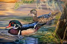 two ducks floating on top of a body of water next to a tree and grass