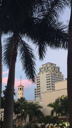 palm trees and buildings in the background at dusk