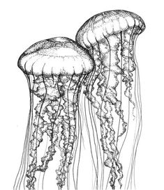 an ink drawing of two jellyfish