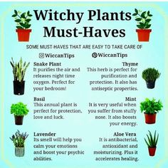 Witch Plants, Witchy Plants, Wicca Herbs, Witch Herbs, Witch Garden