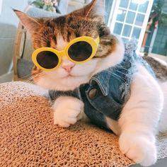 a cat wearing sunglasses sitting on top of a chair