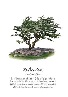 a drawing of a tree with white flowers on it's branches and the words, heaven