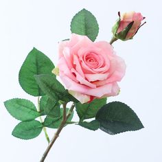 a single pink rose with green leaves in a vase on a white background, ready to be picked up