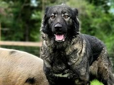 two large dogs standing next to each other on a lush green field with trees in the background