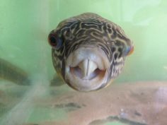 a fish with its mouth open in an aquarium