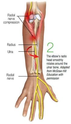 Human Anatomy Picture, Nerve Anatomy, Basic Anatomy And Physiology, Medical School Essentials