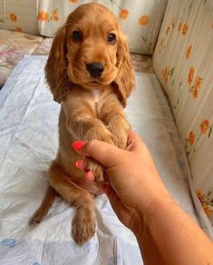 a person holding a small brown dog in their hand while sitting on a couch with floral wallpaper