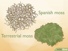 an image of a tree with spanish moss on it's leaves and the words terrestrial moss