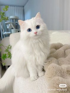 a white cat sitting on top of a bed next to a plant