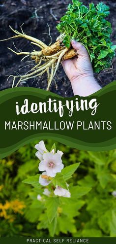 a person holding up some plants with the words identifying marshmallow plants