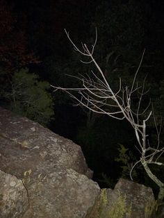 a person standing on top of a large rock next to a forest at night time