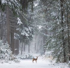 a deer standing in the middle of a snow covered forest