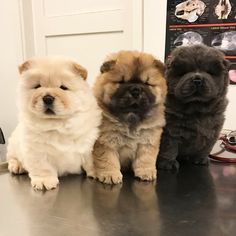 three chow puppies sitting next to each other on top of a metal table in front of a door