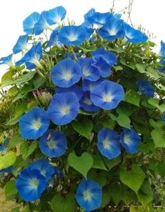 blue flowers are growing on the side of a building in front of some green leaves