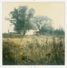 an old photo of a field with flowers and trees