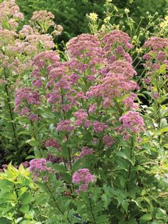 purple flowers are blooming in the garden