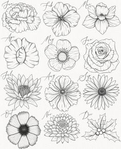 an image of flowers drawn in pencil