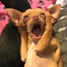 a small dog is yawning while laying on its back with it's mouth open