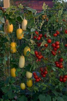 several tomatoes and yellow peppers growing on a trellis