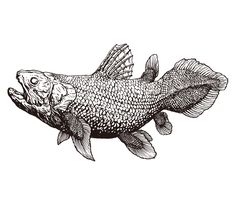 a drawing of a fish with its mouth open