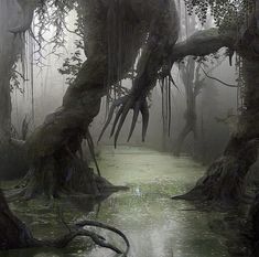 a swampy area with moss growing on the trees