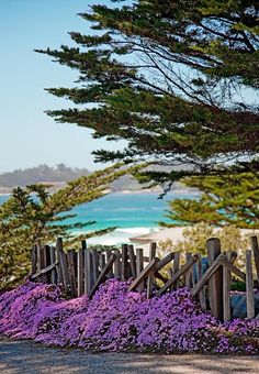 purple flowers are growing on the side of a wooden fence by the ocean and trees