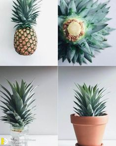 four pictures of pineapples in different stages of growing, sitting on top of each other