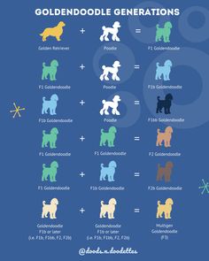 the goldendoodle generation chart is shown in blue and green, with different colors