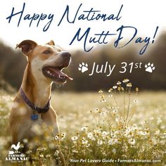 a happy national mutt day card with a dog in a field full of daisies