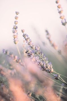 lavender flowers are in the foreground, with blurry sky in the back ground