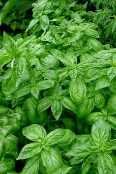 many green leaves are growing in the garden together, and it is hard to tell what type of plant this is